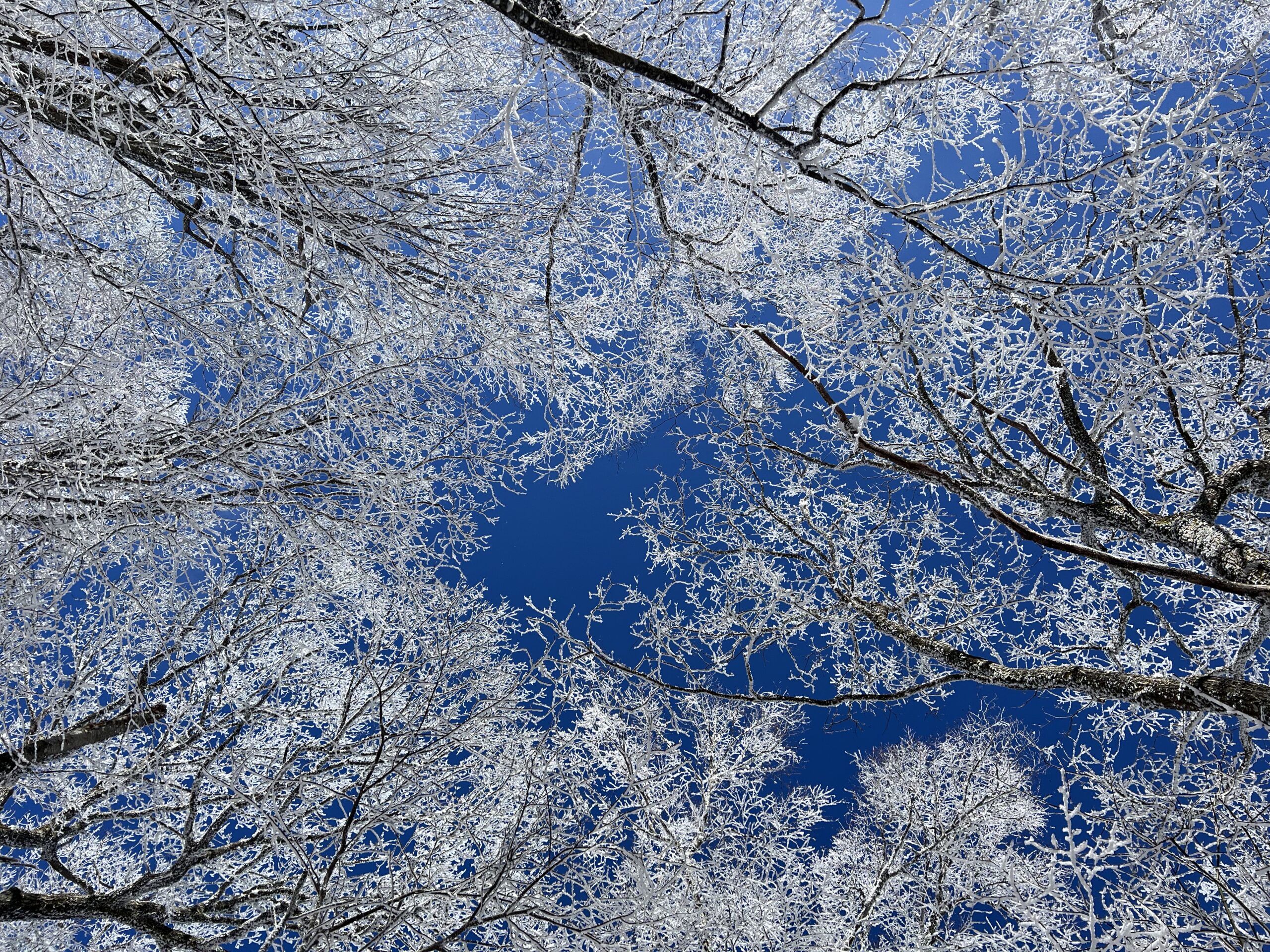 blue sky with icy trees